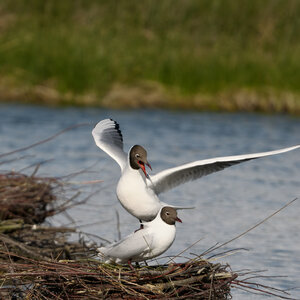 Réserve ornithologique du Teich, Mouette rieuse (Chroicocephalus ridibundus)