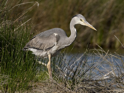 Réserve ornithologique du Teich, Héron cendré (Ardea cinerea)