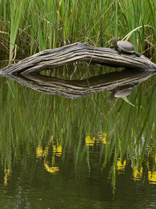 Réserve ornithologique du Teich, Cistude d'Europe