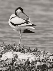 Réserve ornithologique du Teich, Avocette élégante (Recurvirostra avosetta)