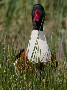Réserve ornithologique du Teich, _OMS4311