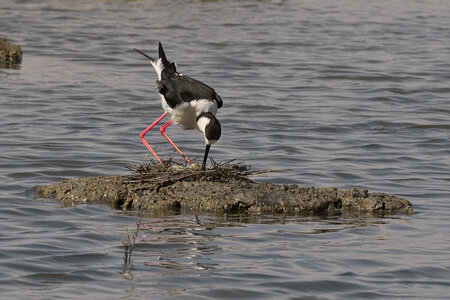 Réserve ornithologique du Teich, Échasse blanche (Himantopus himantopus) – Femelle