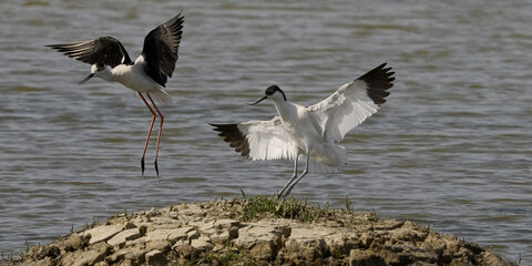 Réserve ornithologique du Teich, Échasse blanche (Himantopus himantopus) – Femelle & Avocette élégante (Recurvirostra avosetta)