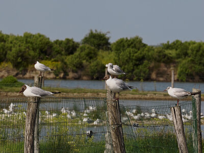 Réserve ornithologique du Teich, _OMS4481