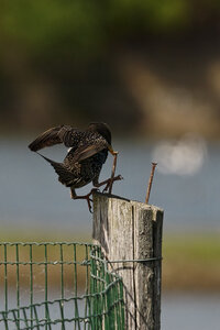 Réserve ornithologique du Teich, _OMS4522