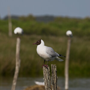 Réserve ornithologique du Teich, Mouette rieuse (Chroicocephalus ridibundus)