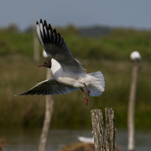 Réserve ornithologique du Teich, Mouette rieuse (Chroicocephalus ridibundus)