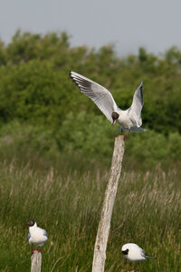 Réserve ornithologique du Teich, Mouette rieuse (Chroicocephalus ridibundus)