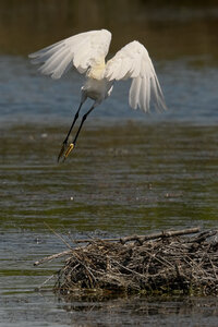 Réserve ornithologique du Teich, Aigrette garzette (Egretta garzetta)