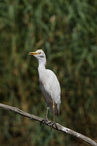 Réserve ornithologique du Teich, Héron garde-boeuf (Bubulcus ibis)