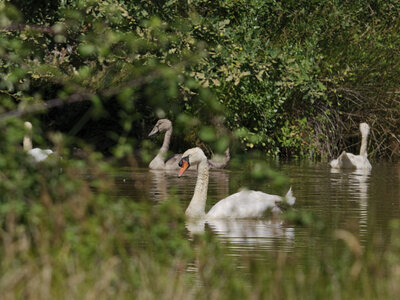 Réserve ornithologique du Teich, Cygne tuberculé (Cygnus olor)