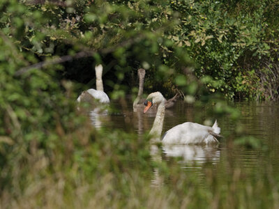 Réserve ornithologique du Teich, Cygne tuberculé (Cygnus olor)