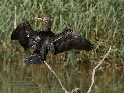 Réserve ornithologique du Teich, Grand Cormoran (Phalacrocorax carbo)