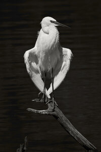 Réserve ornithologique du Teich, Aigrette garzette (Egretta garzetta)