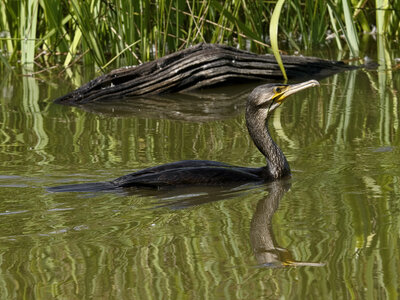 Réserve ornithologique du Teich, Grand Cormoran (Phalacrocorax carbo)