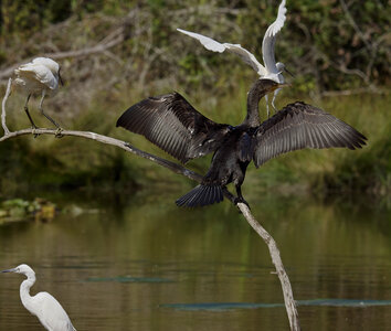 Réserve ornithologique du Teich, Grand Cormoran (Phalacrocorax carbo) & Aigrette garzette (Egretta garzetta)