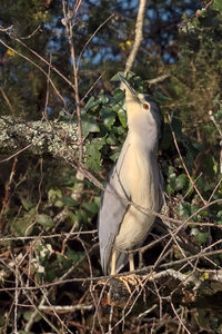 @fmbdx@piaille.fr 2026, Réserve ornithologique du Teich, Gironde