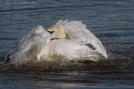 @fmbdx@piaille.fr 2026, Réserve ornithologique du Teich, Gironde