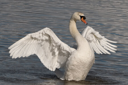 @fmbdx@piaille.fr 2026, Réserve ornithologique du Teich, Gironde