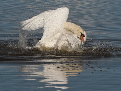 @fmbdx@piaille.fr 2026, Réserve ornithologique du Teich, Gironde