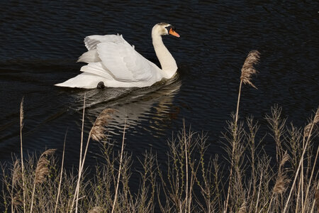 @fmbdx@piaille.fr 2026, Réserve ornithologique du Teich, Gironde