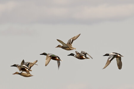 @fmbdx@piaille.fr 2026, Réserve ornithologique du Teich, Gironde