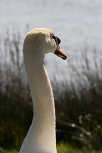 @fmbdx@piaille.fr 2026, Réserve ornithologique du Teich, Gironde