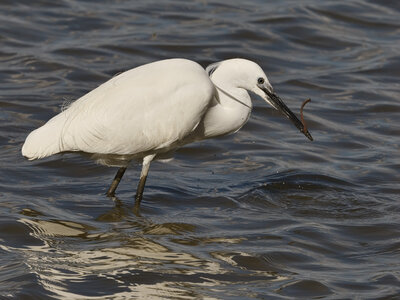@fmbdx@piaille.fr 2026, Réserve ornithologique du Teich, Gironde