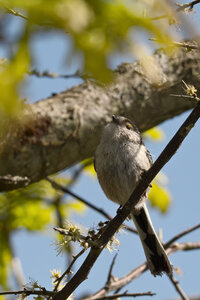 @fmbdx@piaille.fr 2026, Réserve ornithologique du Teich, Gironde