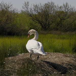 @fmbdx@piaille.fr 2026, Réserve ornithologique du Teich, Gironde