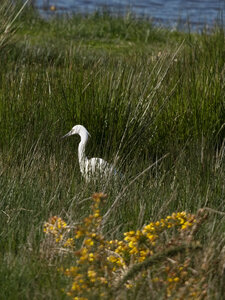 @fmbdx@piaille.fr 2026, Réserve ornithologique du Teich, Gironde