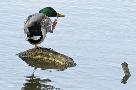 @fmbdx@piaille.fr 2026, Réserve ornithologique du Teich, Gironde