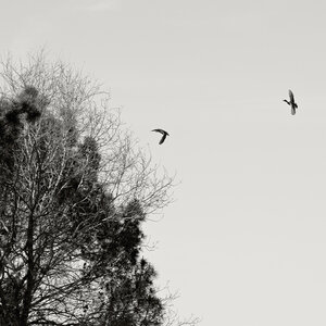 @fmbdx@piaille.fr 2026, Réserve ornithologique du Teich, Gironde