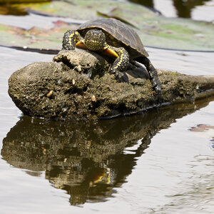 @fmbdx@piaille.fr 2026, Réserve ornithologique du Teich, Gironde