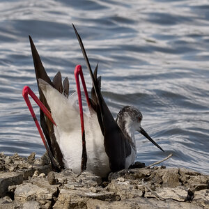 @fmbdx@piaille.fr 2026, Réserve ornithologique du Teich, Gironde