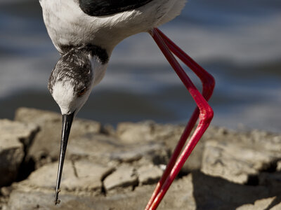 @fmbdx@piaille.fr 2026, Réserve ornithologique du Teich, Gironde