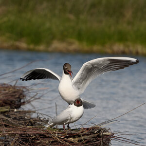 @fmbdx@piaille.fr 2026, Réserve ornithologique du Teich, Gironde
