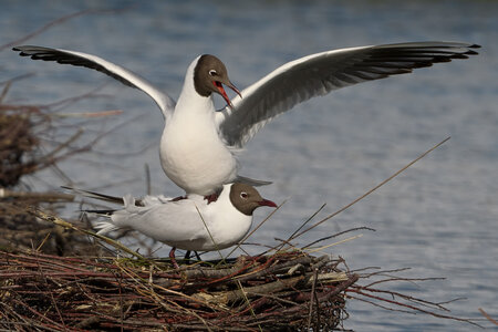 @fmbdx@piaille.fr 2026, Réserve ornithologique du Teich, Gironde