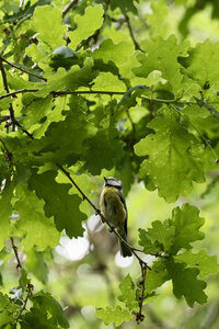 @fmbdx@piaille.fr 2026, Réserve ornithologique du Teich, Gironde
