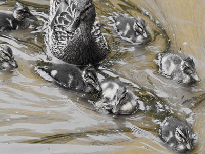 @fmbdx@piaille.fr 2026, Réserve ornithologique du Teich, Gironde