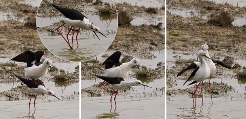 @fmbdx@piaille.fr 2026, Réserve ornithologique du Teich, Gironde