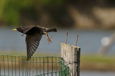 @fmbdx@piaille.fr 2026, Réserve ornithologique du Teich, Gironde