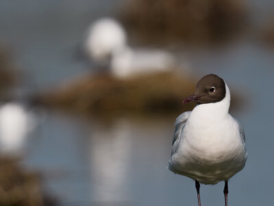 @fmbdx@piaille.fr 2026, Réserve ornithologique du Teich, Gironde