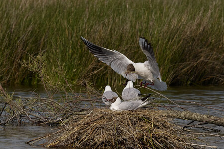 @fmbdx@piaille.fr 2026, Réserve ornithologique du Teich, Gironde