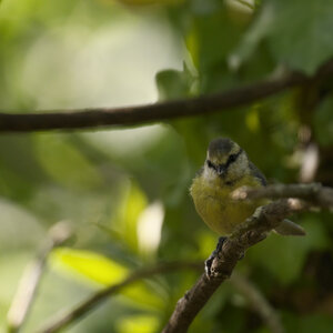 @fmbdx@piaille.fr 2026, Réserve ornithologique du Teich, Gironde