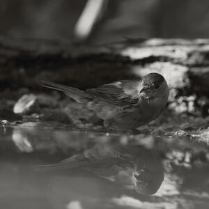 @fmbdx@piaille.fr 2026, Réserve ornithologique du Teich, Gironde