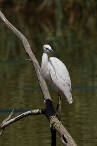 @fmbdx@piaille.fr 2026, Réserve ornithologique du Teich, Gironde