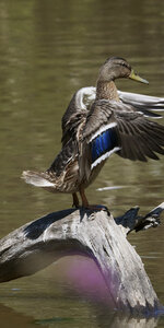 @fmbdx@piaille.fr 2026, Réserve ornithologique du Teich, Gironde