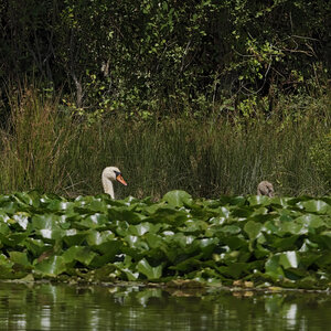 @fmbdx@piaille.fr 2026, Réserve ornithologique du Teich, Gironde