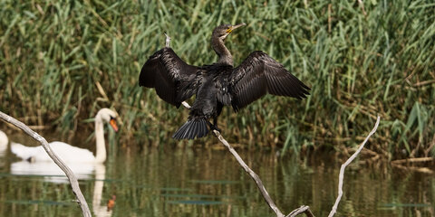 @fmbdx@piaille.fr 2026, Réserve ornithologique du Teich, Gironde
